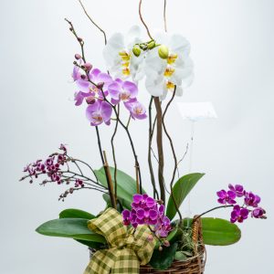 Orchid Deluxe