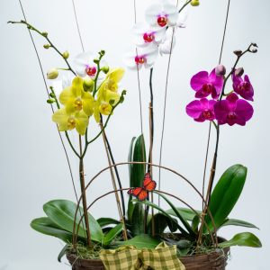Garden Craze