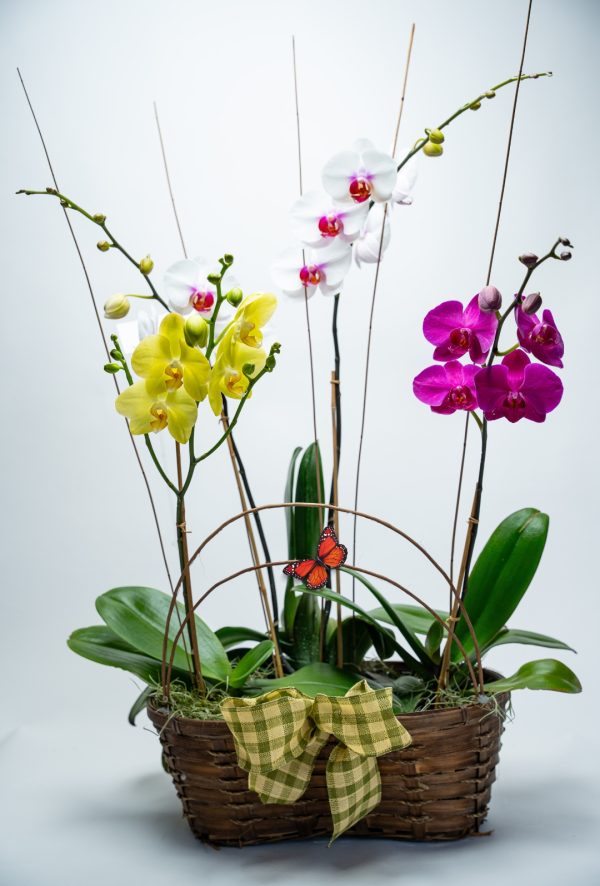 Garden Craze