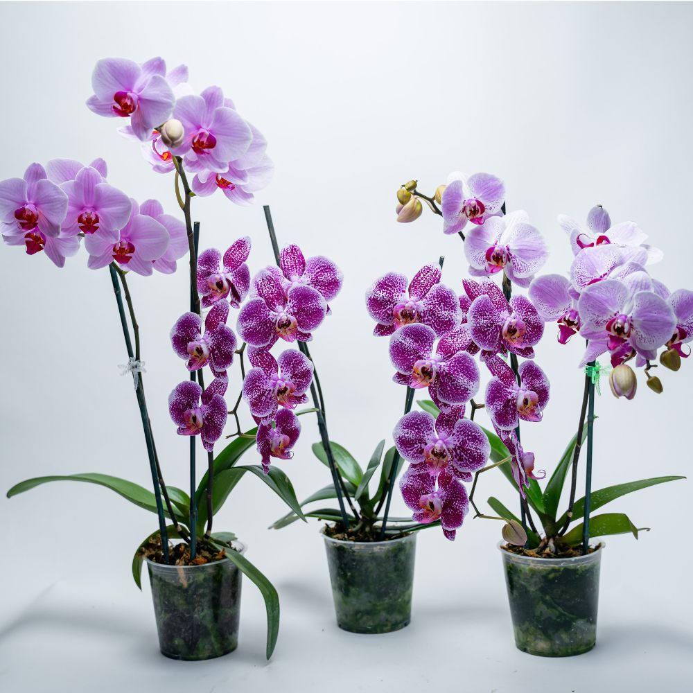 phal (1)