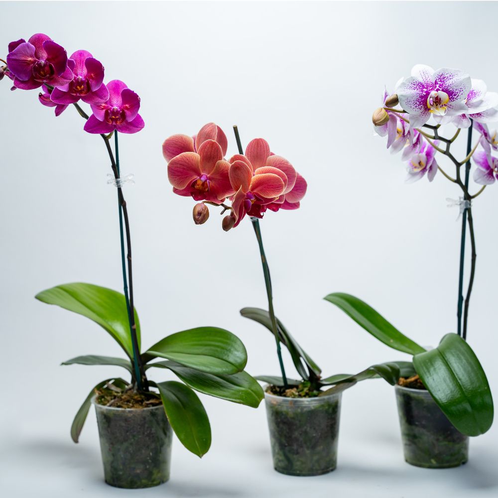 phal (2)