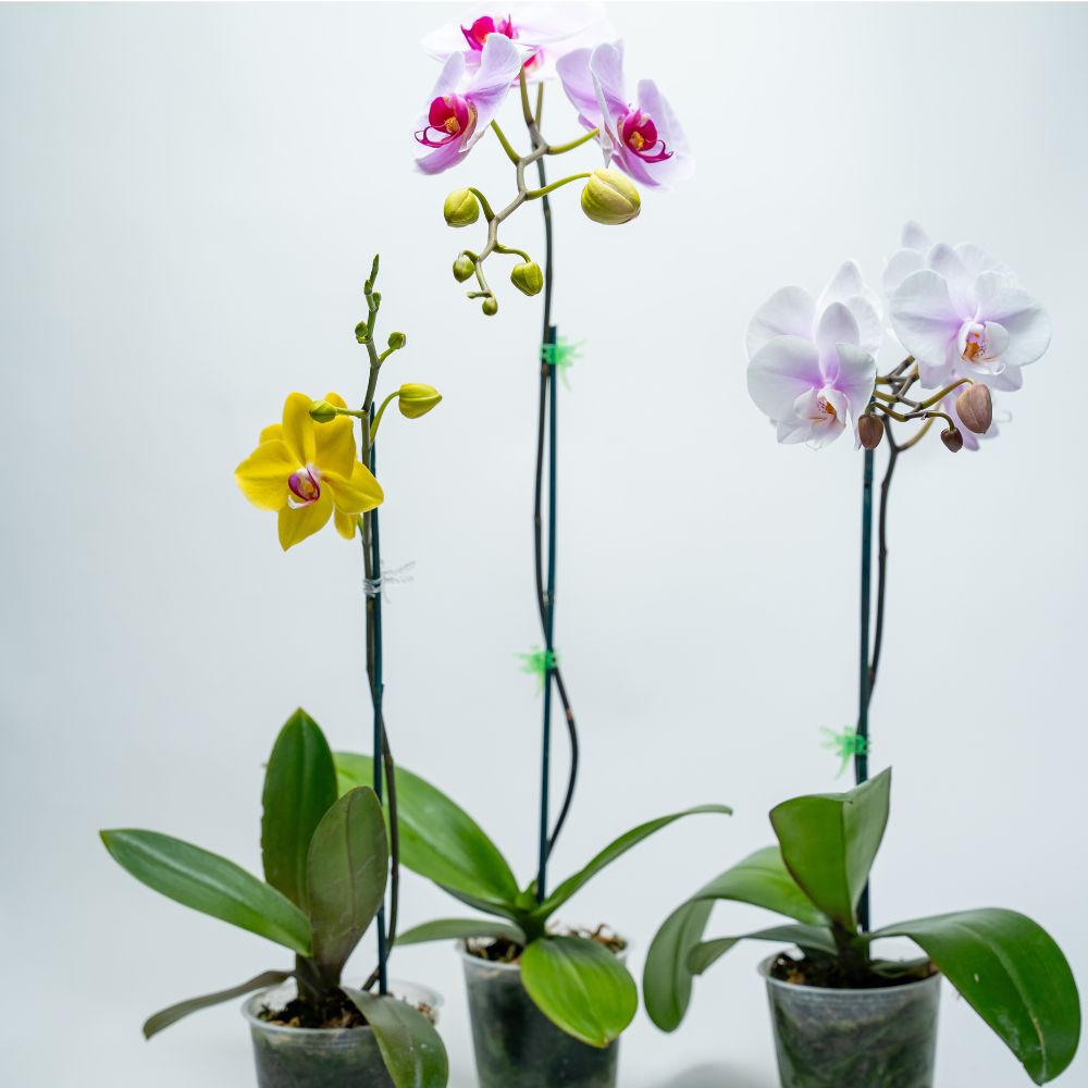 phal (3)