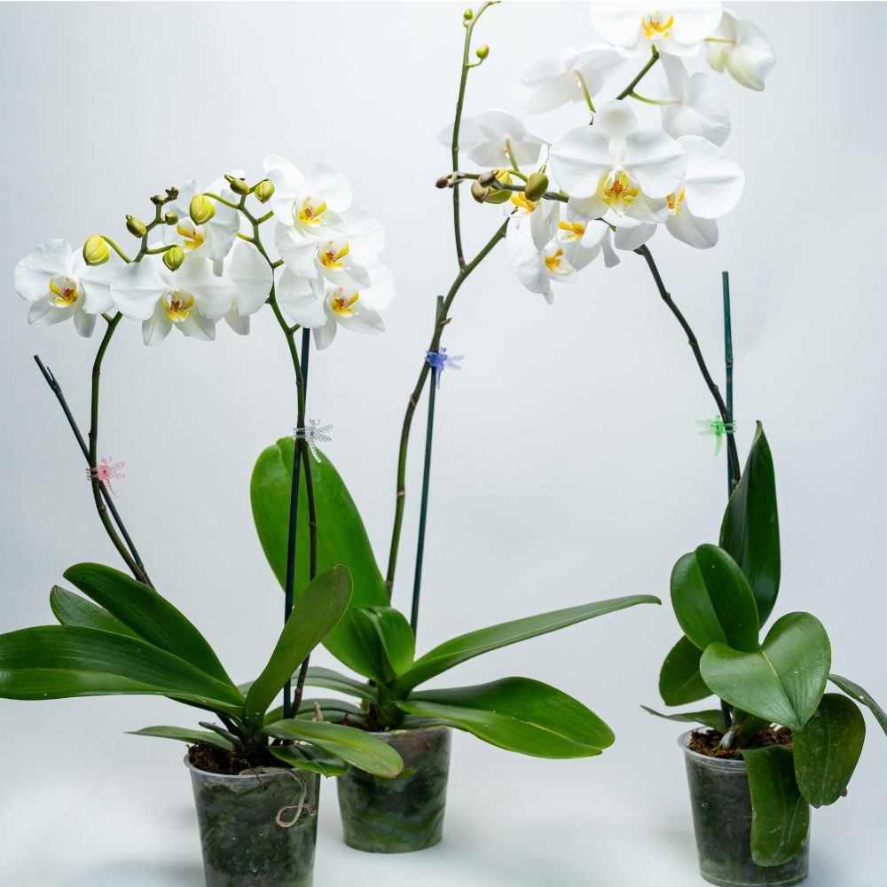 phal (4)