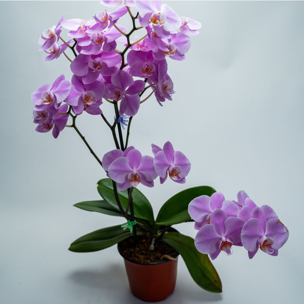 phal (5)