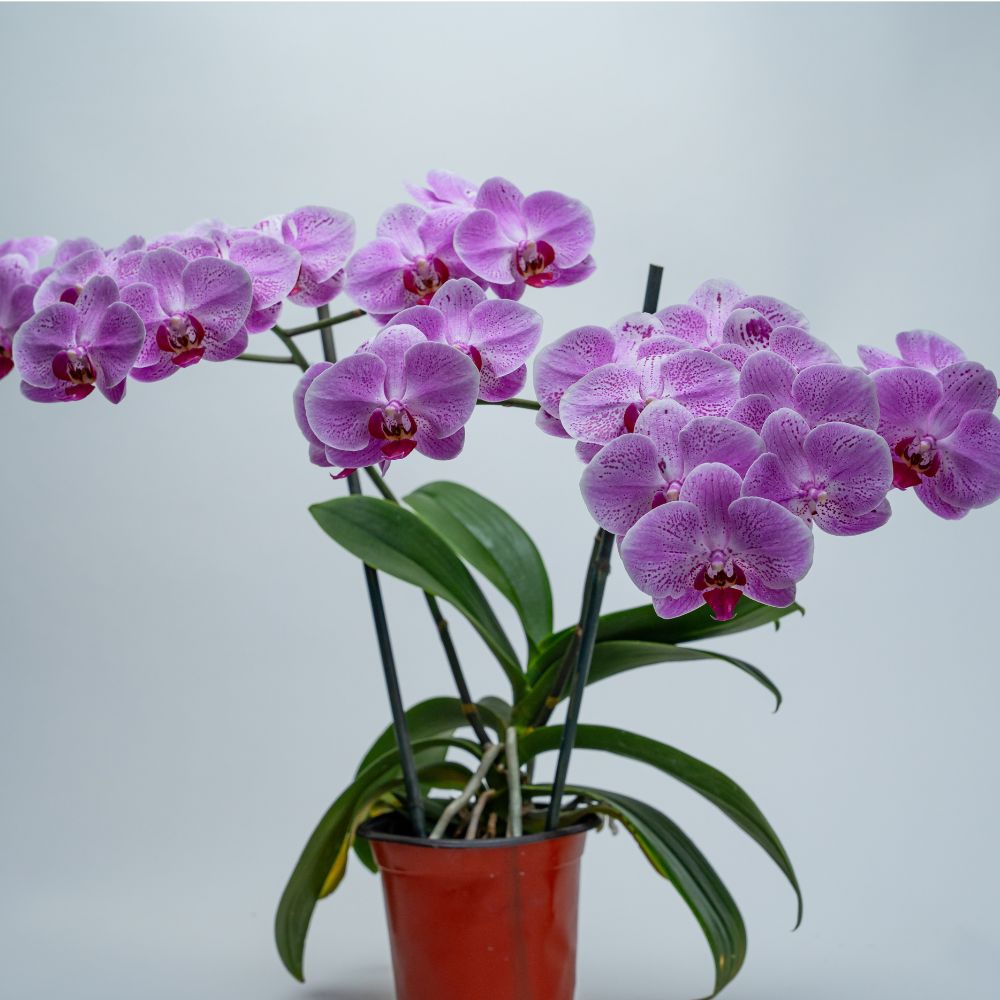 phal (6)