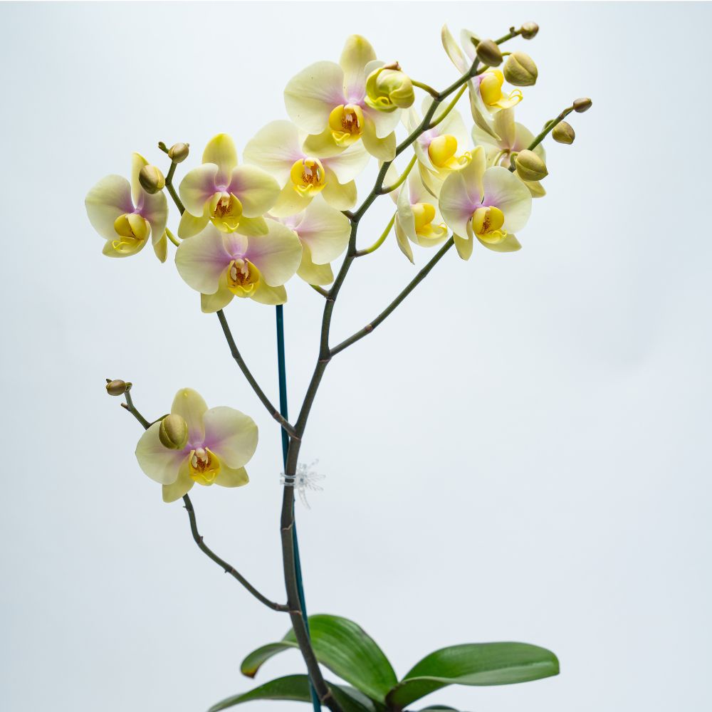 phal (7)