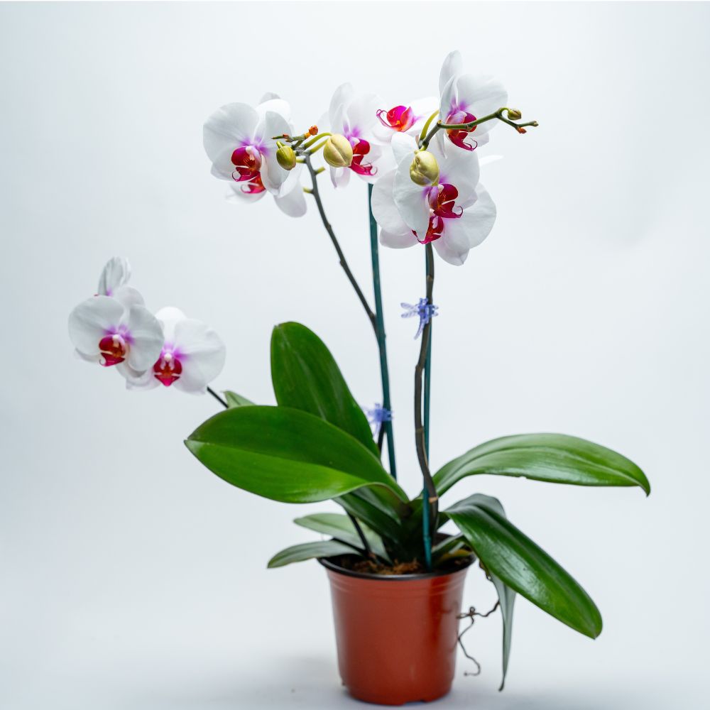 phal